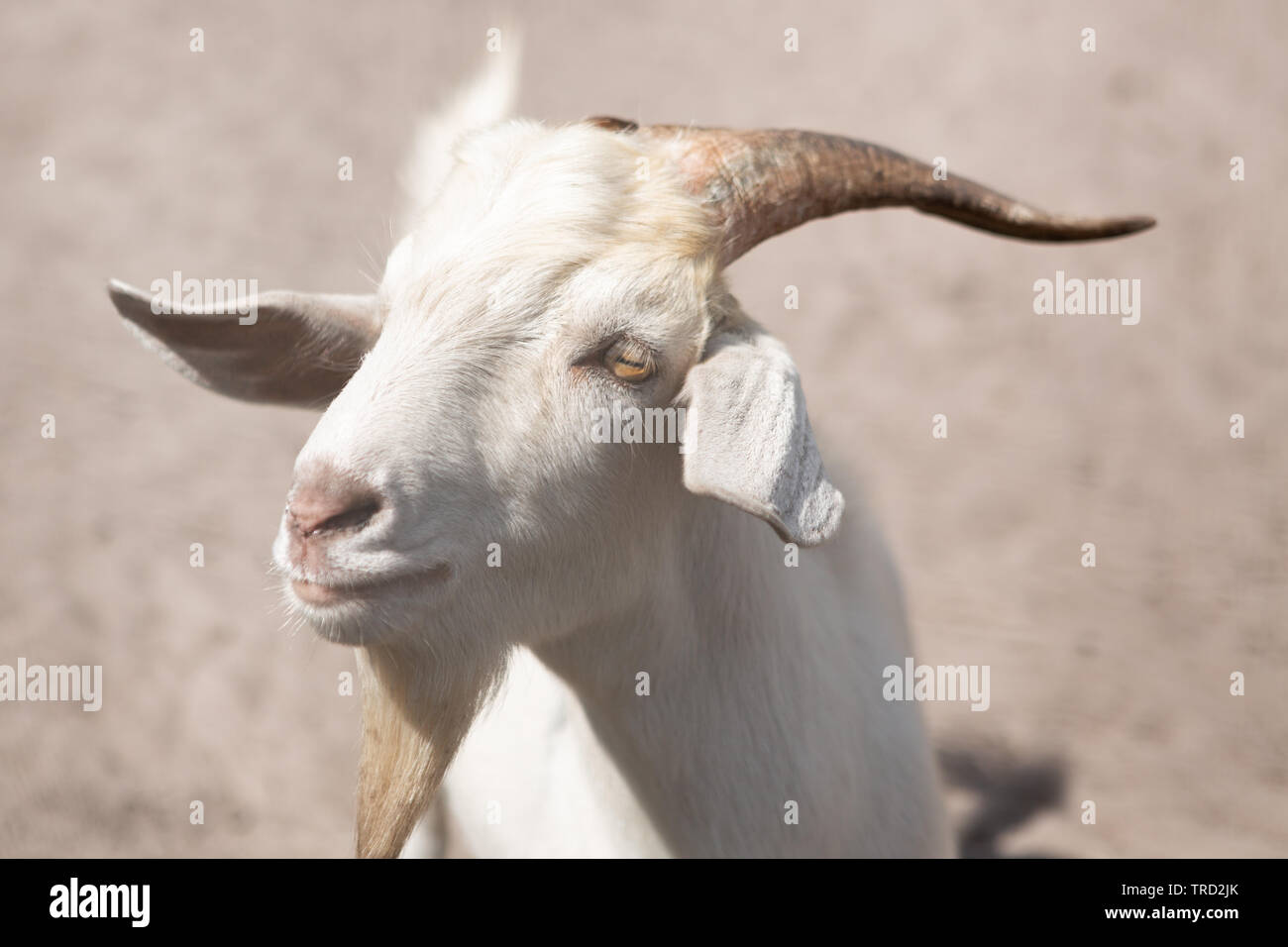Streichelzoo Ziegen, Showcase von Zitrusfrüchten, Florida Stockfoto
