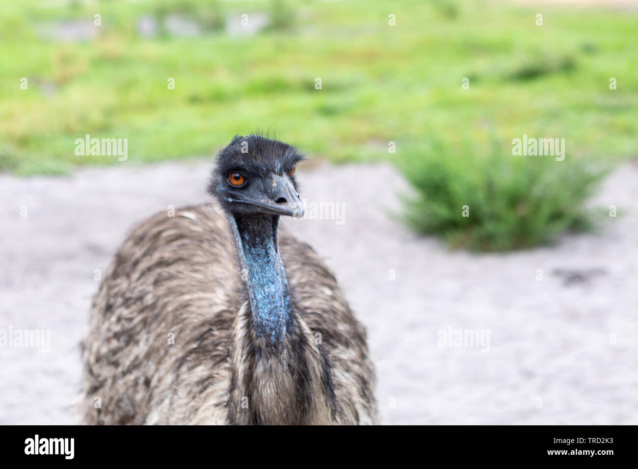 Emu am Schaufenster von Zitrusfrüchten, Streichelzoo, Florida Stockfoto