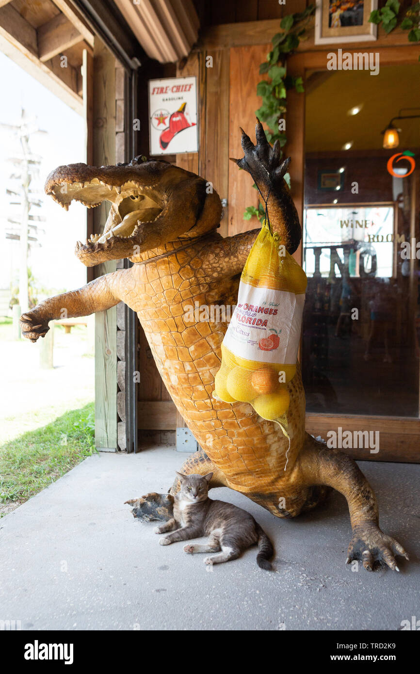Katze unter Alligator statue ruht, Showcase von Zitrusfrüchten, Florida Stockfoto