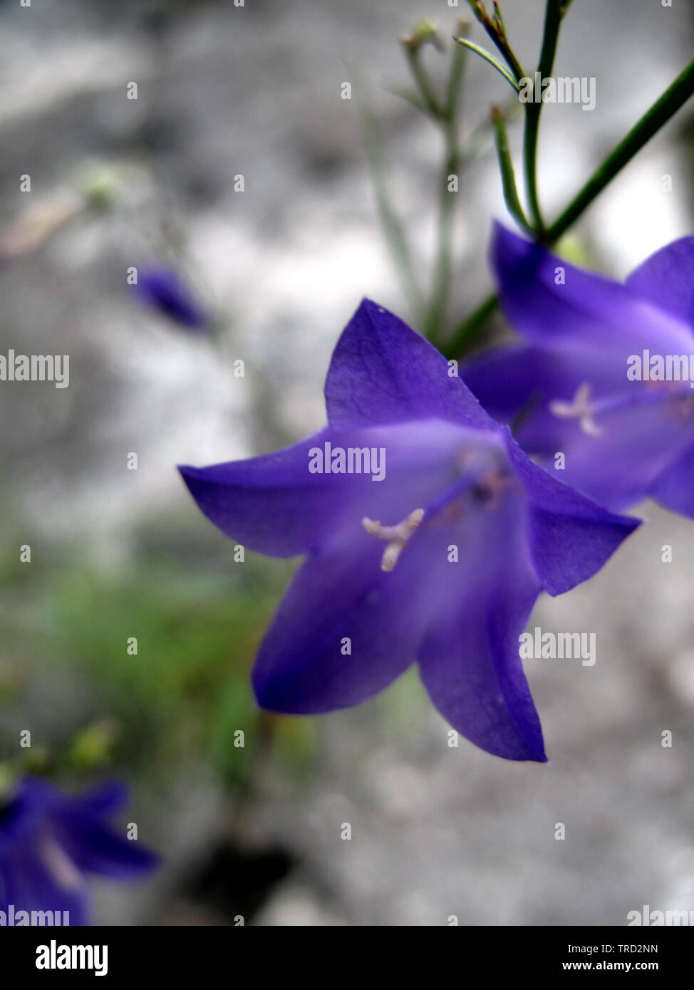 Schönen lila Wildblumen aus den Schweizer Alpen. Meine. Bluebell lehnt sich über Felsen. Campanula Alpina Stockfoto