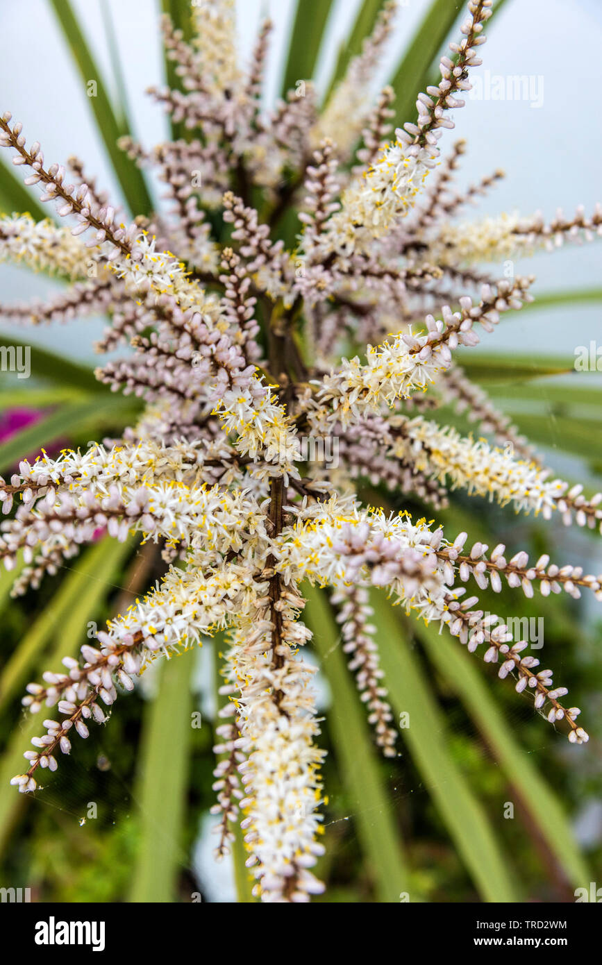 Die Blume eines Cordilyne australis. Stockfoto