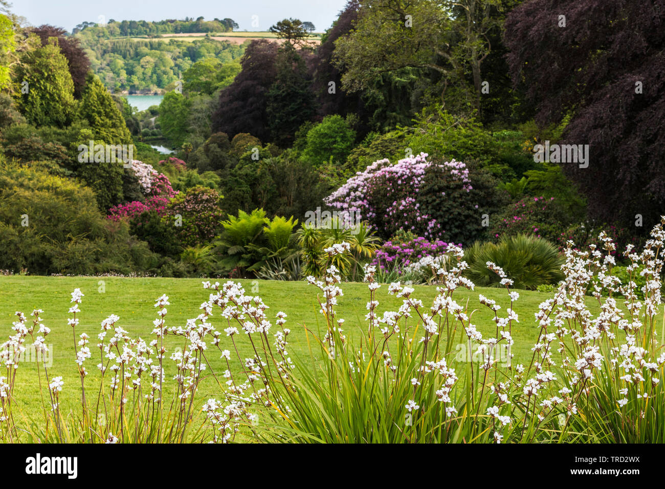 Sisyrinchium striatum im Vordergrund mit Trebah Garten im Hintergrund. Stockfoto