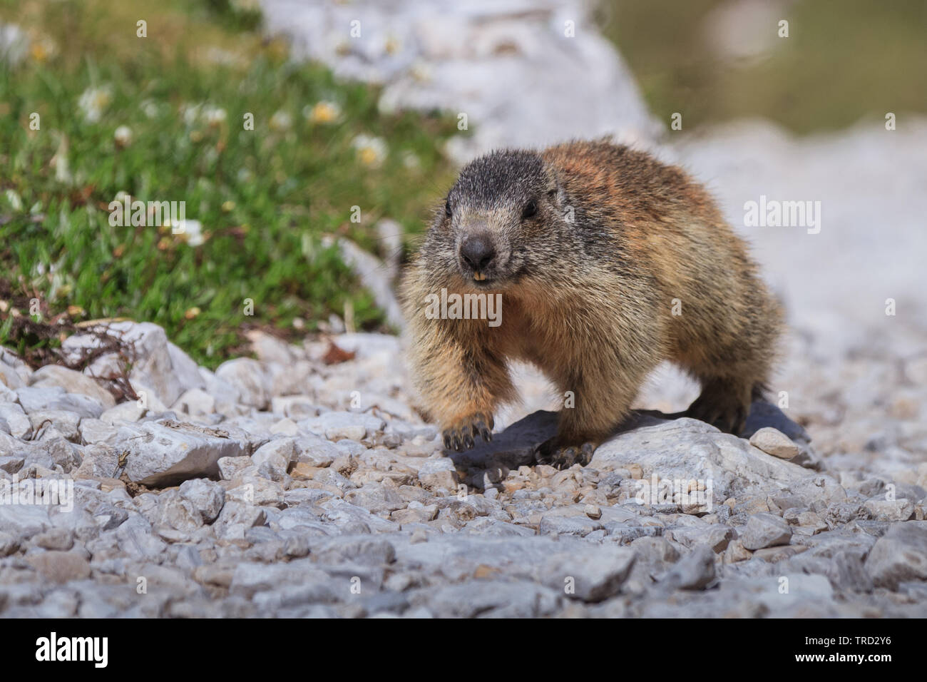 Alpine Murmeltier (Marmota marmota) auf Fels. Dolomiten, Italien Stockfoto