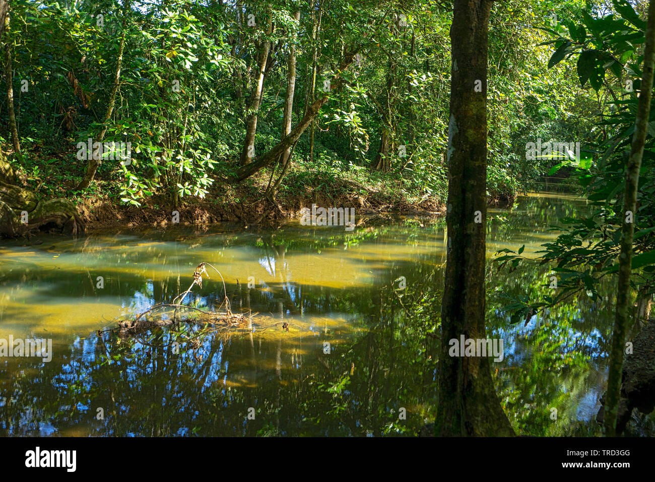 Kosten RICA FLUSS DSCHUNGEL FÜHRT IN DEN KARIBISCHEN OZEAN Stockfoto