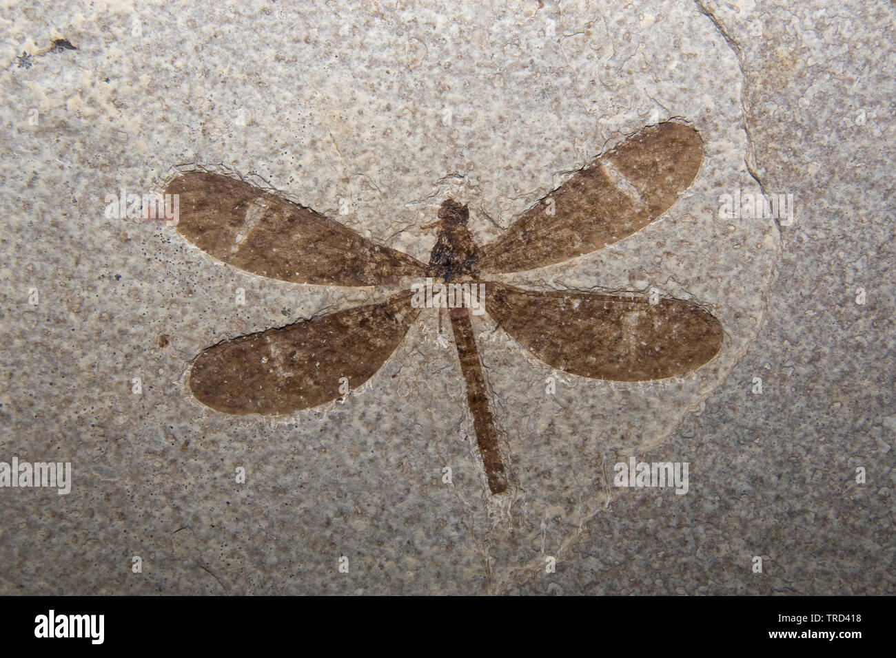 Fossil, Dragonfly, Fossil Butte National Monument, Wyoming Stockfoto