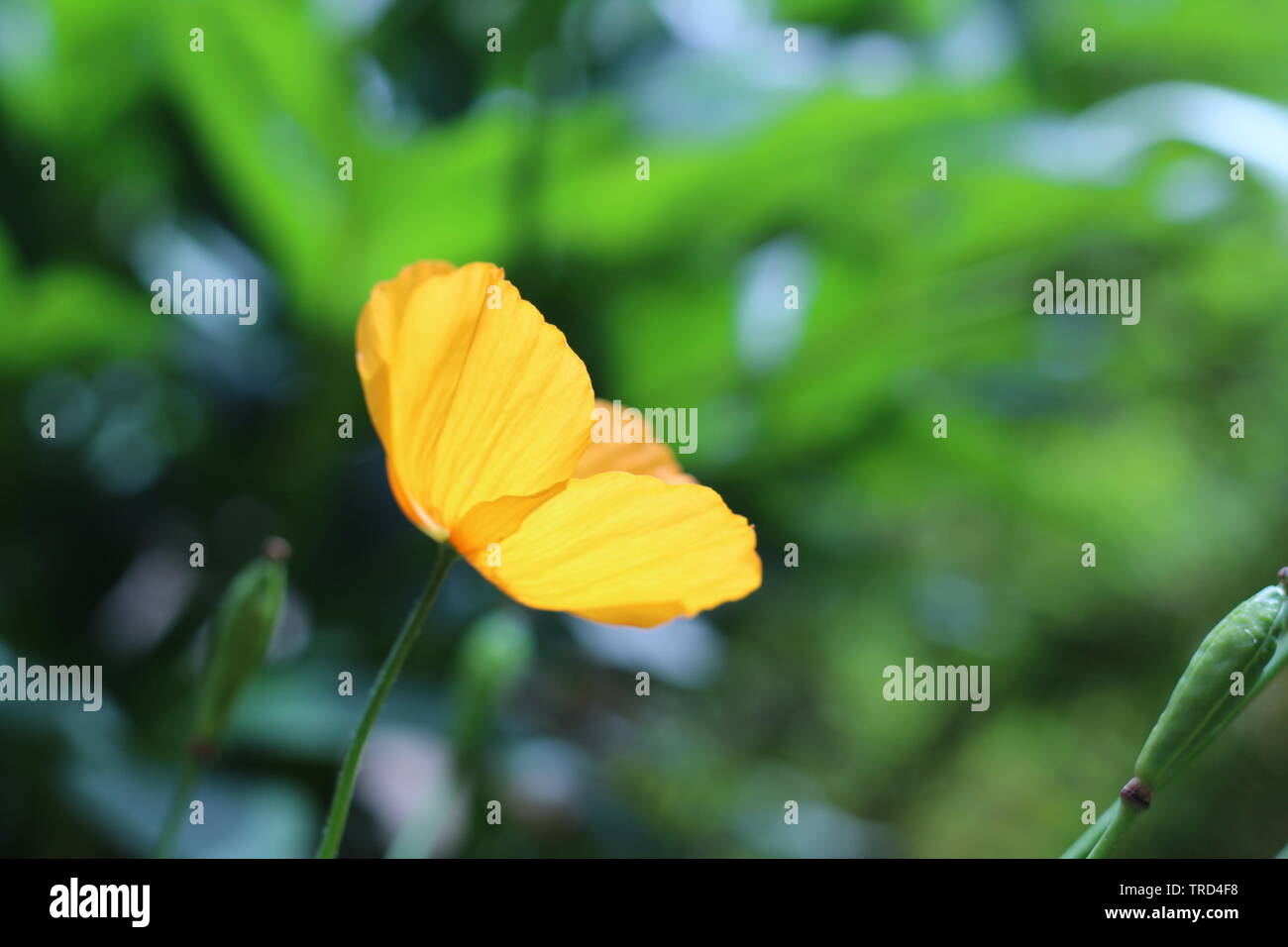 Sonnige Tage Gelbe Blume Stockfoto