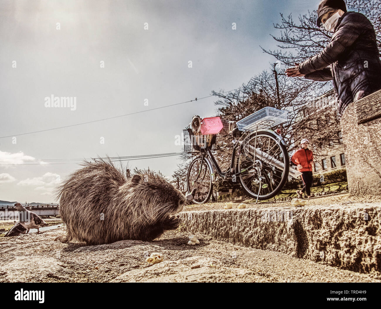 Biber und Frau betrachten ihn (sie geben ein Biber essen) Sie kam mit dem Fahrrad. In gelb stilisiert. KYOTO in der Nähe von Fluss, JAPAN. Am 26. März 2015 Stockfoto