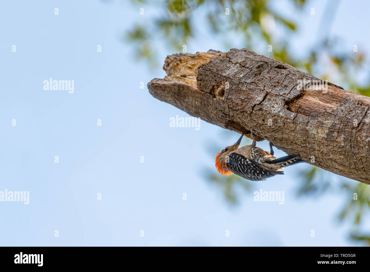 Red bellied Woodpecker arbeiten auf einem toten Eiche. Stockfoto