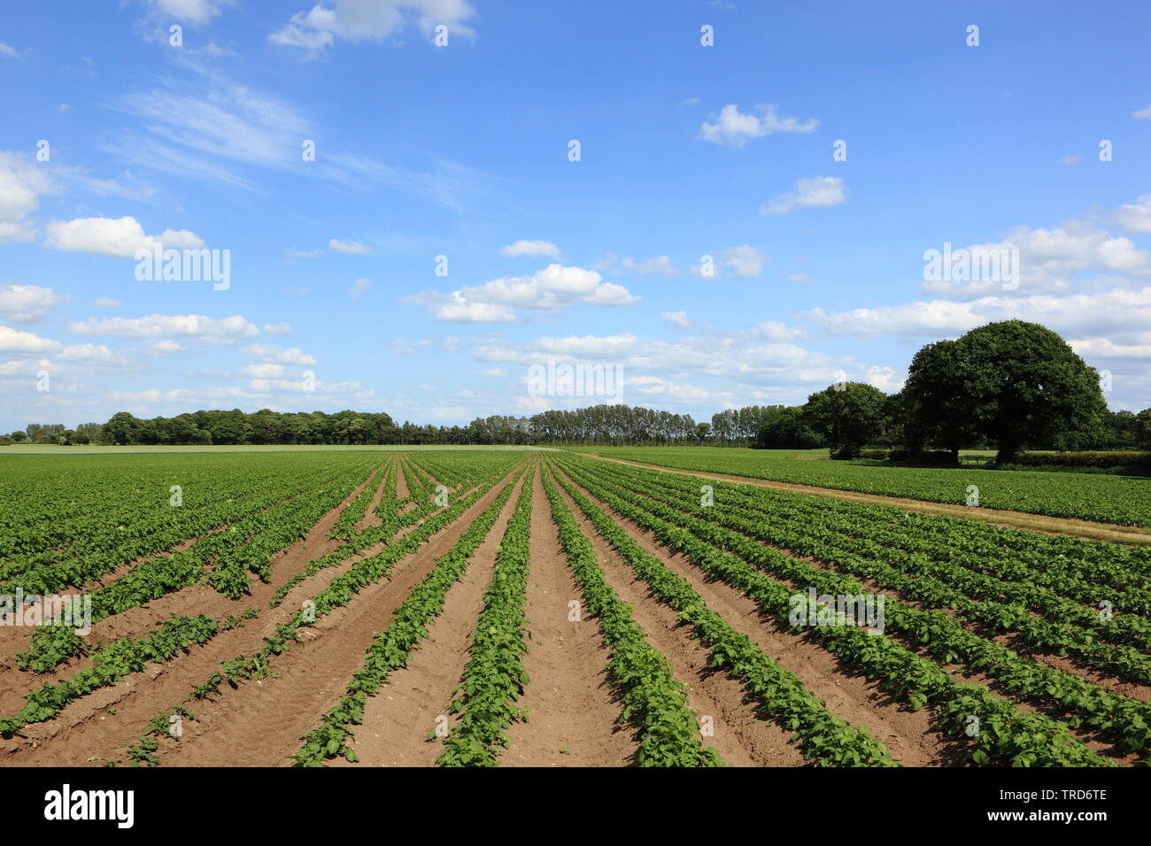 Gemusterten Bereichen junge Kartoffeln mit schönen Bäumen im malerischen Yorkshire Landschaft im Sommer Stockfoto