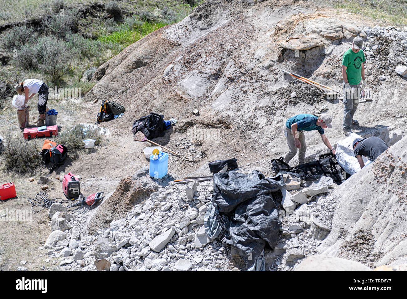 Versteinerte Oberschenkelknochen eines Duck-billed Dinosaurier (Hadrosaur), wird an den Hoodoos in der Nähe von Drumheller Alberta Kanada ausgegraben Stockfoto