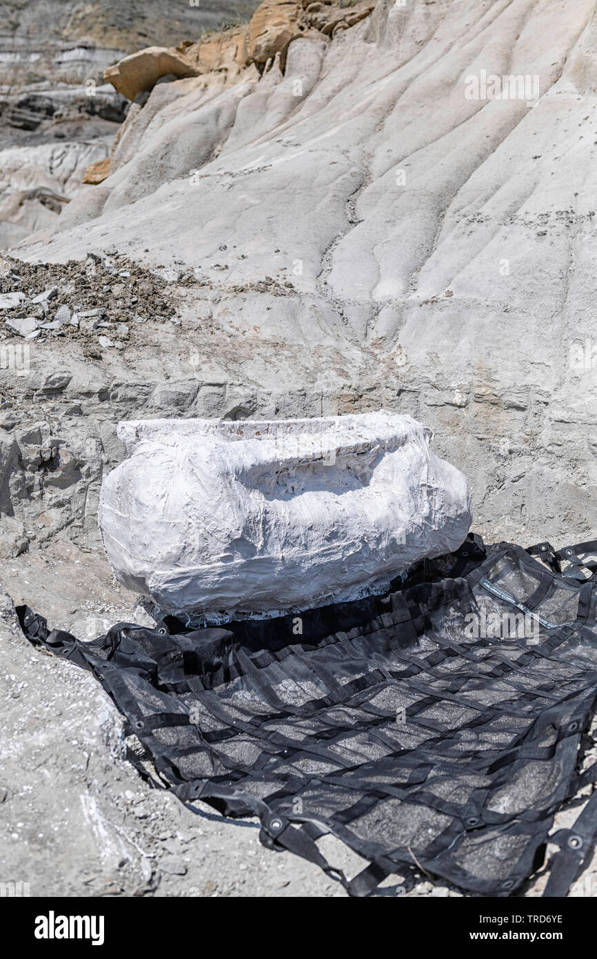 Versteinerte Oberschenkelknochen eines Duck-billed Dinosaurier (Hadrosaur), in einem geschützten Gips Jacke bereit für den Transport zum Tyrrell Museum, Kanada gewickelt Stockfoto