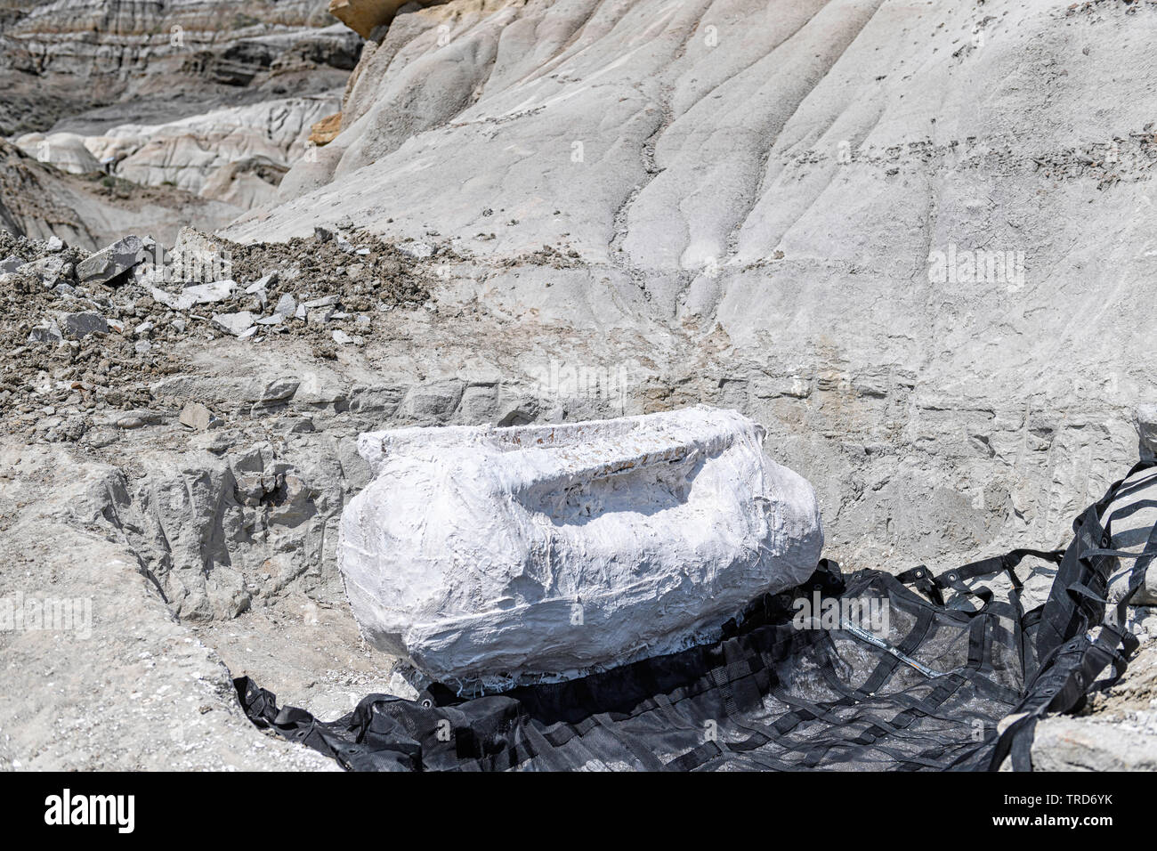 Versteinerte Oberschenkelknochen eines Duck-billed Dinosaurier (Hadrosaur), in einem geschützten Gips Jacke bereit für den Transport zum Tyrrell Museum, Kanada gewickelt Stockfoto