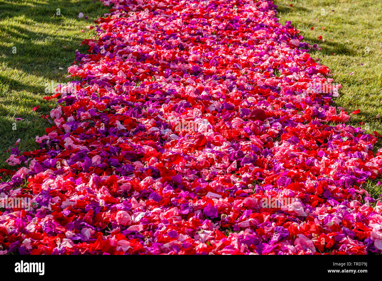 Rot Lila Und Rosa Blume Blutenblatt Gang Fur Eine Hochzeit Bali Indonesien Ziel Tropische Hochzeit Stockfotografie Alamy