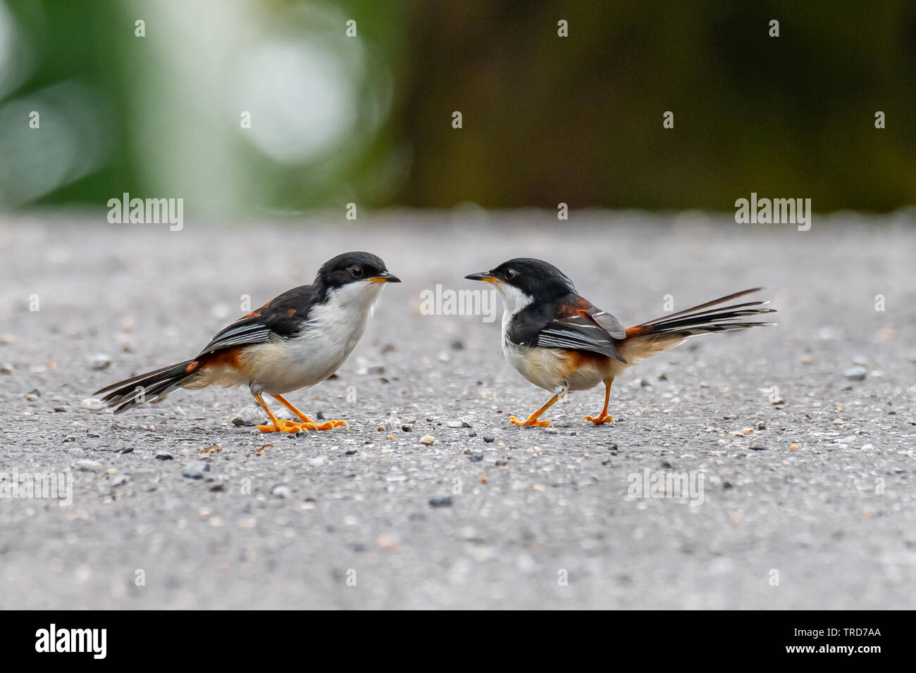 Zwei Rufous-backed Sibias hocken am Straßenrand finden Fliegende Termiten vor Regen Stockfoto