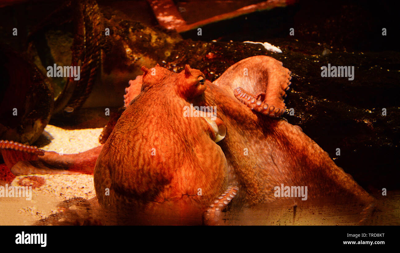 Octopus swimming Fish Tank unterwasser Aquarium Stockfoto
