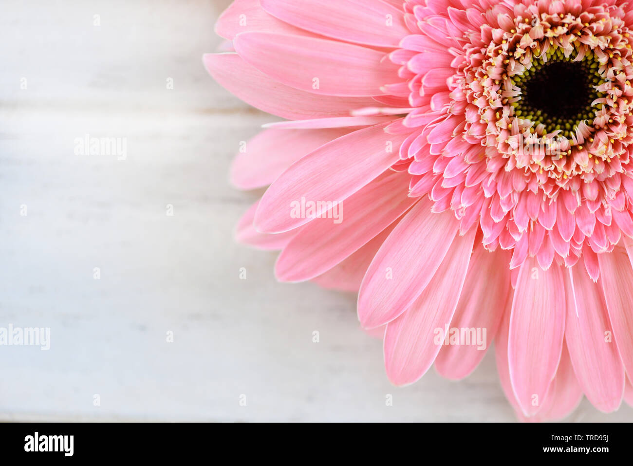 Soft Pink Flower Gerbera daisy auf weißem Hintergrund Stockfoto