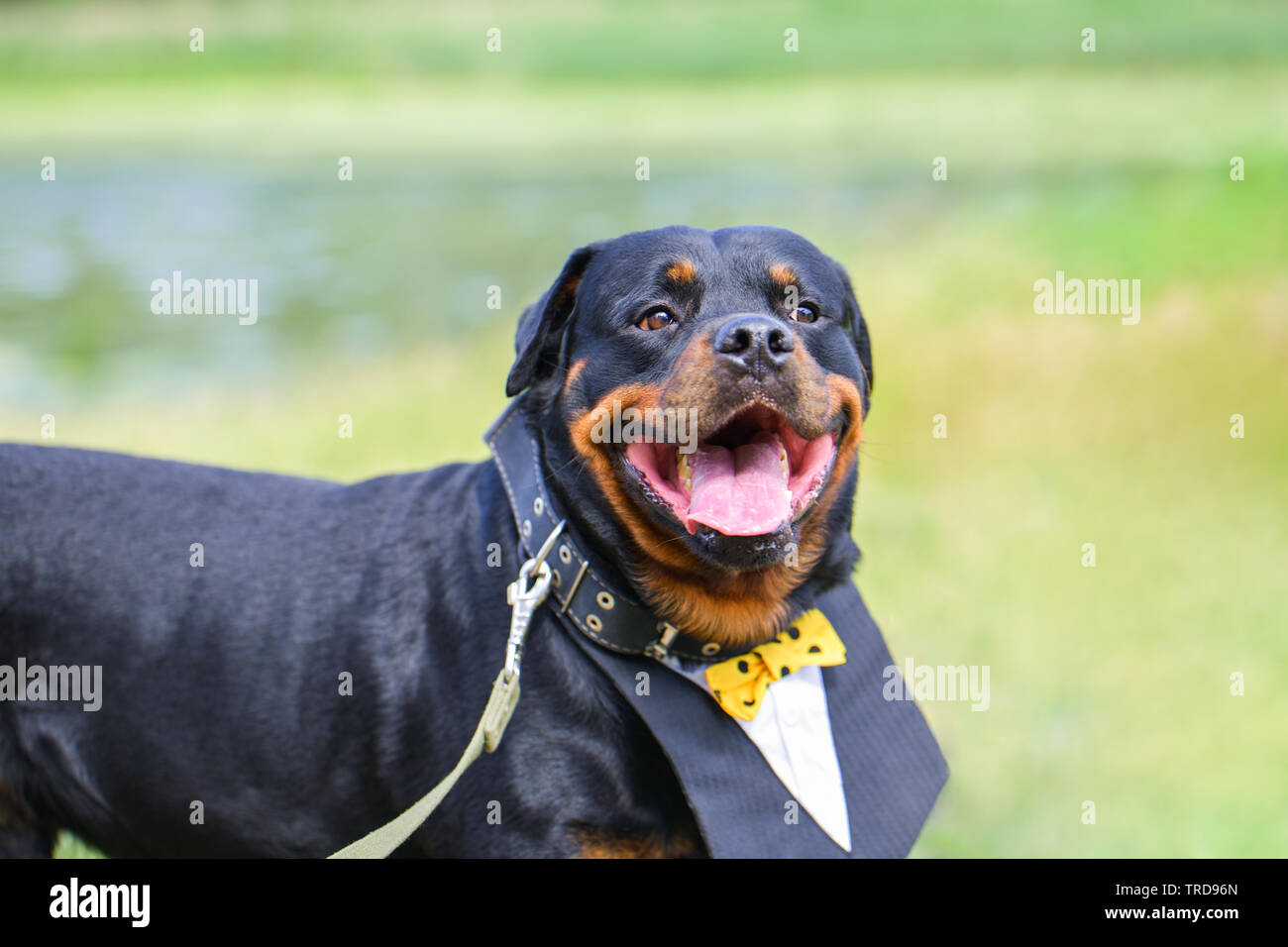 Lustig hund Rottweiler mit einem schönen Hemd, Kragen in den Sommer lächelnd auf einem grünen Hintergrund. Auf der Seite gibt es einen Platz für die Beschriftung, copyspa Stockfoto