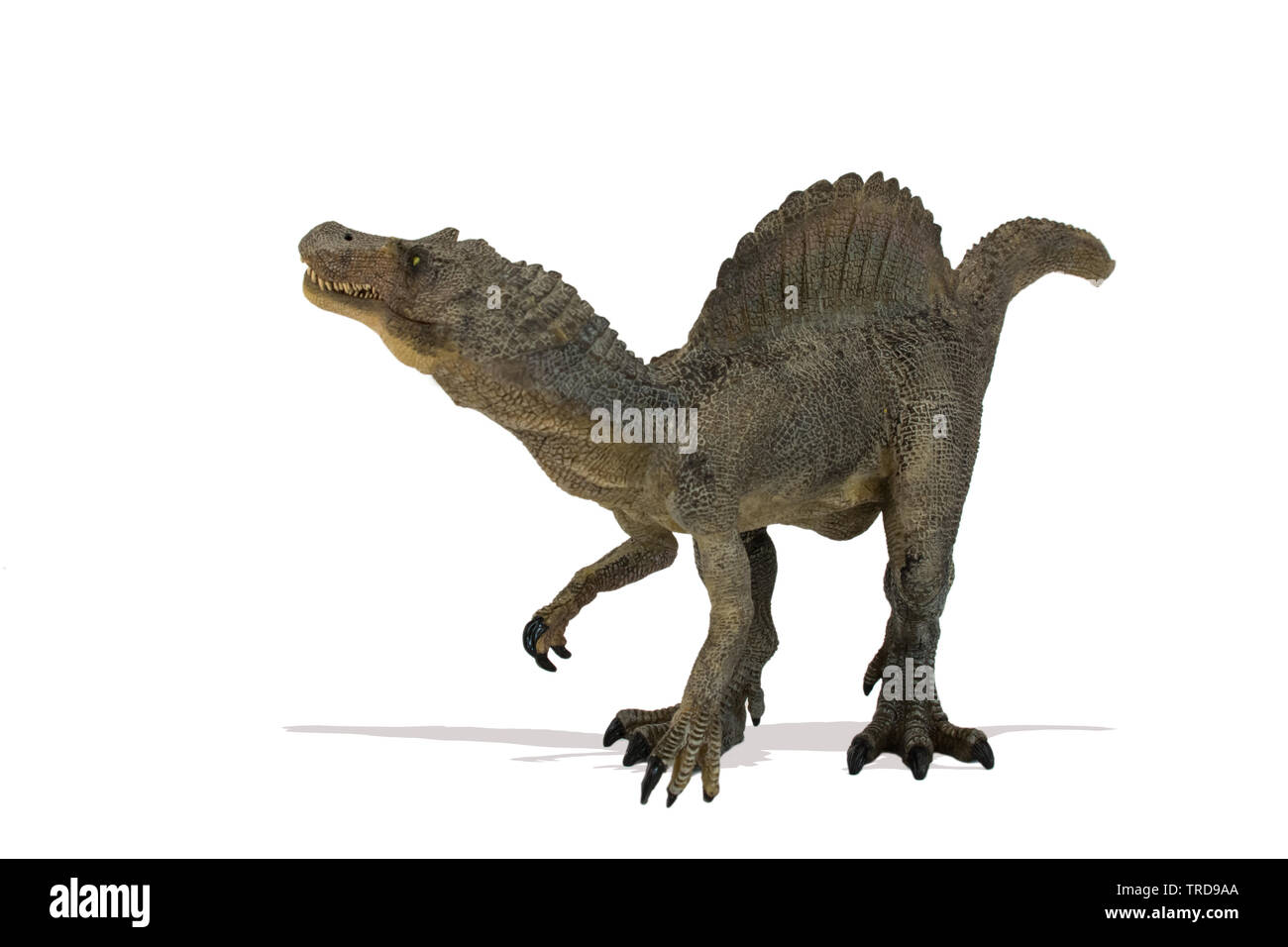 Allosaurus isoliert auf weißem Hintergrund Stockfoto