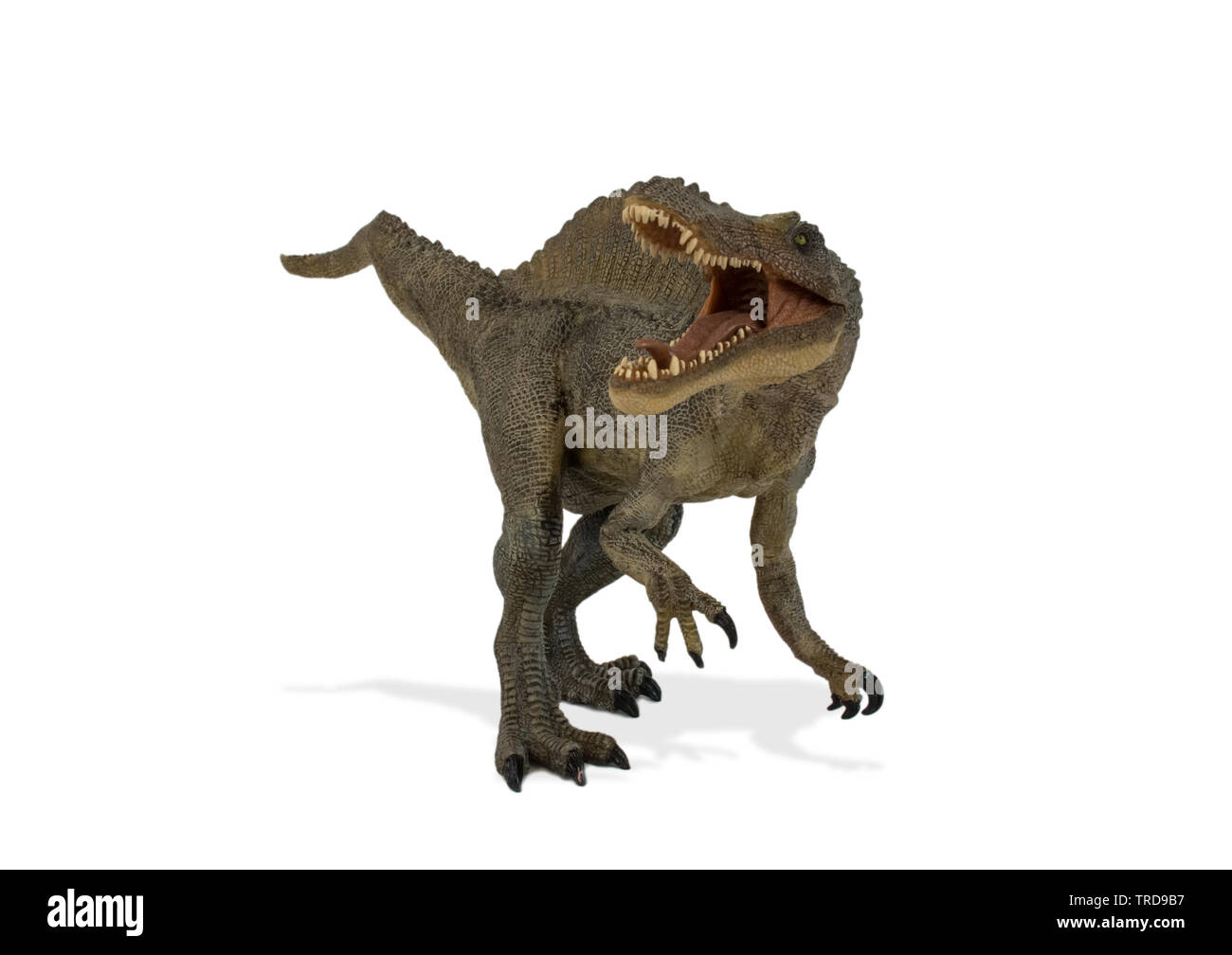 Allosaurus isoliert auf weißem Hintergrund Stockfoto