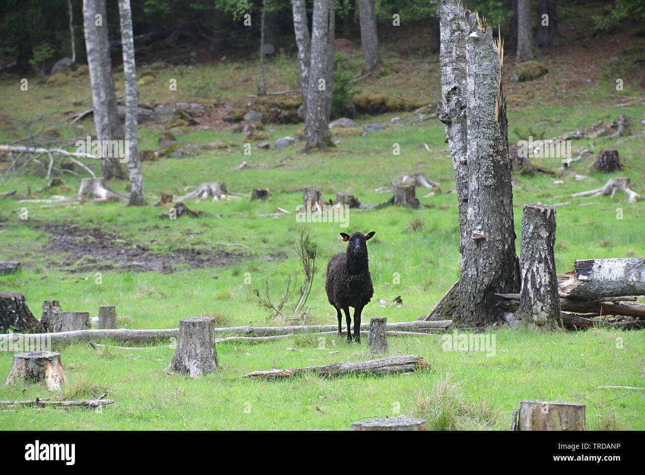 Einsame schwarze Schafe an einem Wald Weide in Finnland Stockfoto