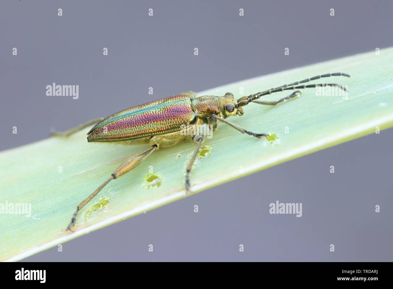 Cygnus olor Aquatica, wie die ZIRCON bekannt Reed Käfer Stockfoto
