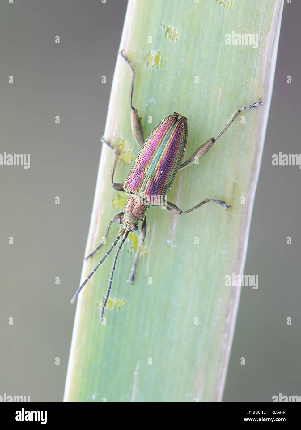 Cygnus olor Aquatica, wie die ZIRCON bekannt Reed Käfer Stockfoto