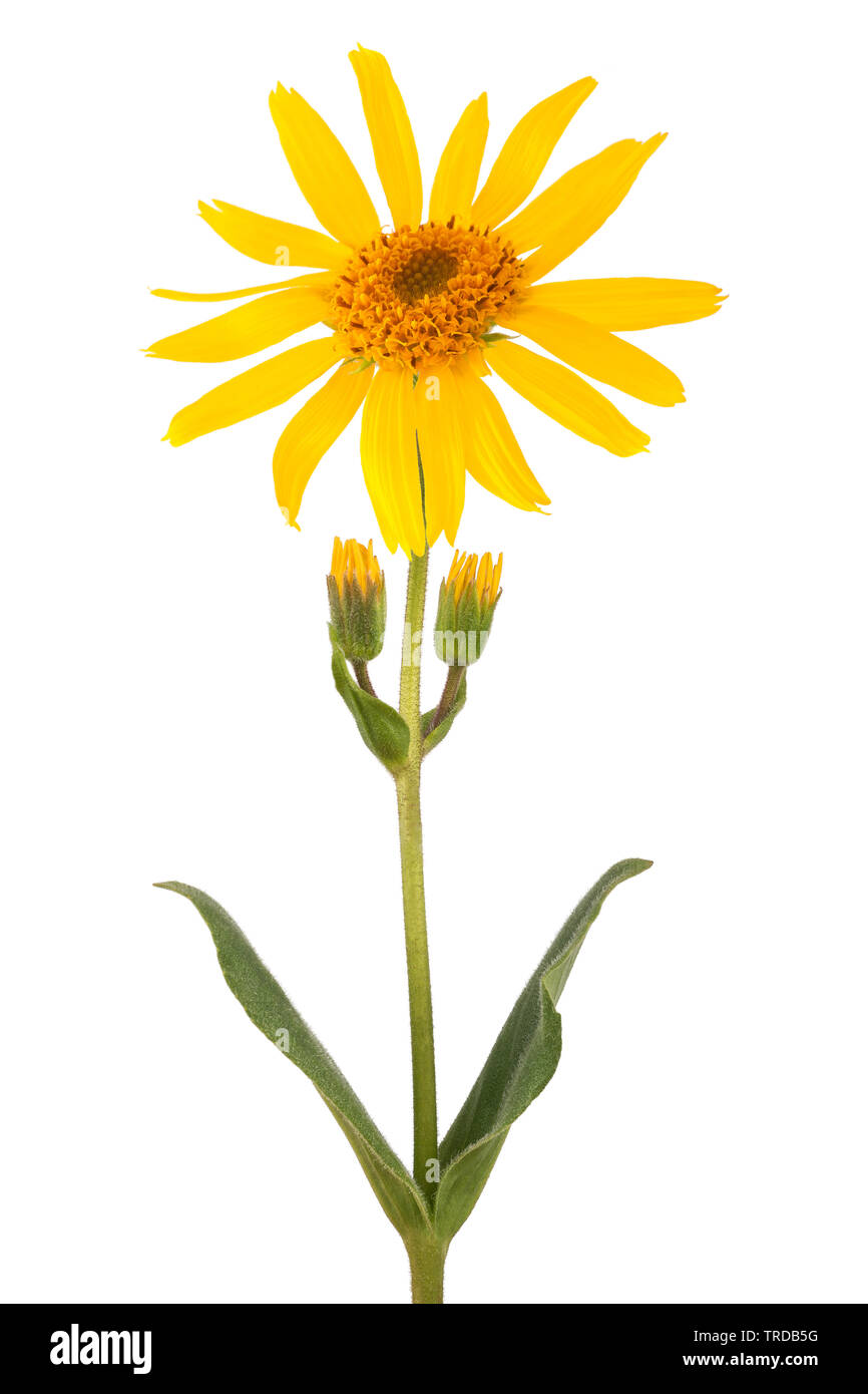 Arnika Blume auf weißem Hintergrund Stockfoto