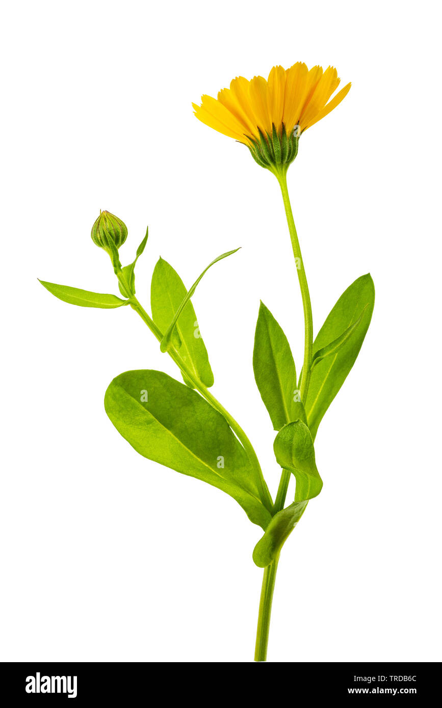 Marigold flower Isolated On White Stockfoto