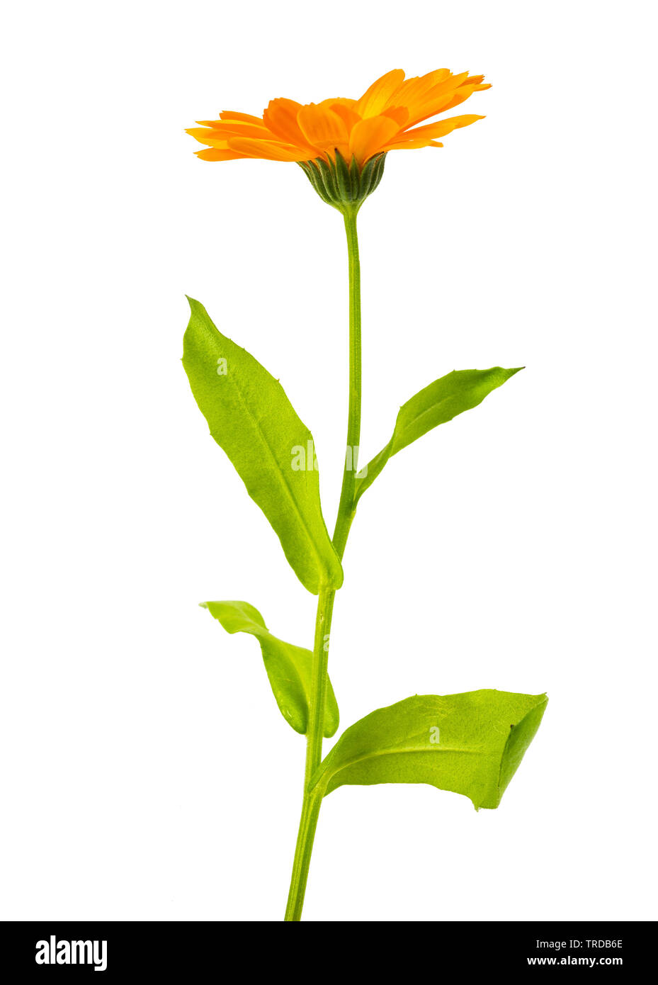 Marigold flower Isolated On White Stockfoto