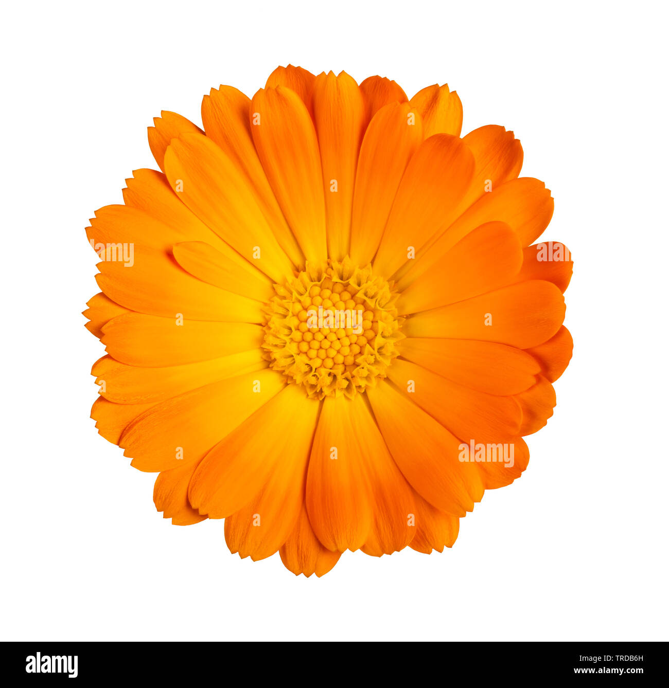 Marigold flower Isolated On White Stockfoto