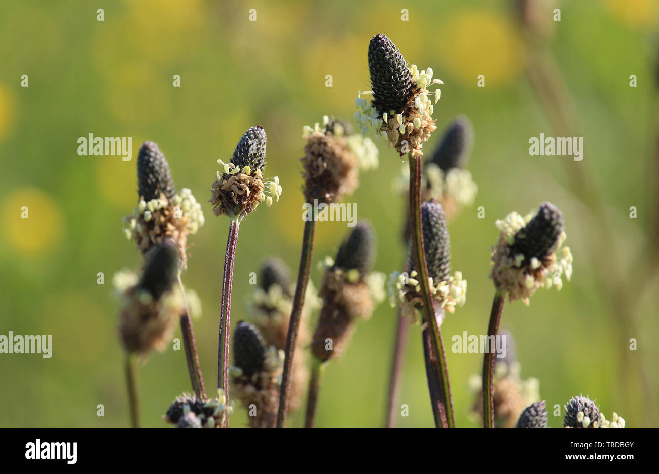 Die ungewöhnlichen Blüten von Plantago Lanzettlichen auch bekannt als Schmale leaved Plantain. Draußen wachsen in einer natürlichen Umgebung. Stockfoto