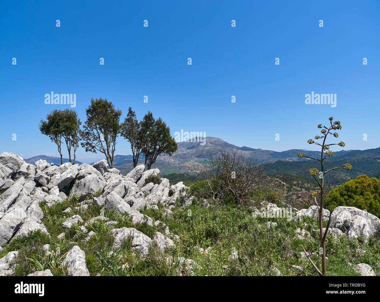 Die abwechslungsreiche Berg Pflanzen und Bäume an der Spitze eines Berges Ridgeline in der Sierra de las Nieves Naturpark, Andalusien, Spanien Stockfoto