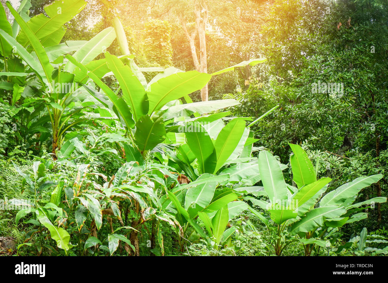 Bananenstaude wachsenden Bananen im Feld grünen Dschungel Natur tropische Pflanze Hintergrund Stockfoto