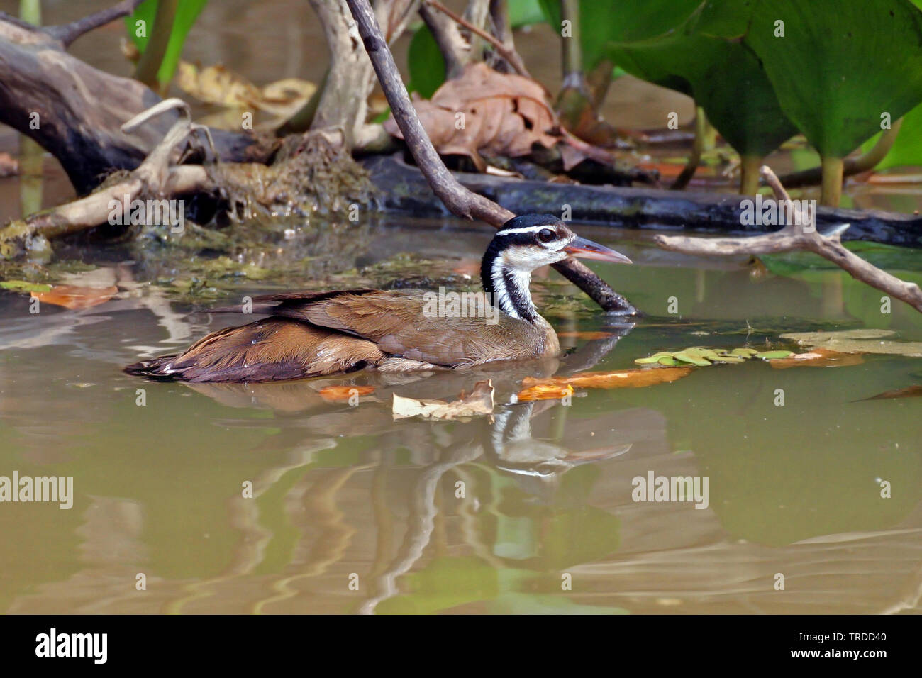 Amerikanische finfoot (Heliornis fulica), Schwimmen, Suedamerika Stockfoto