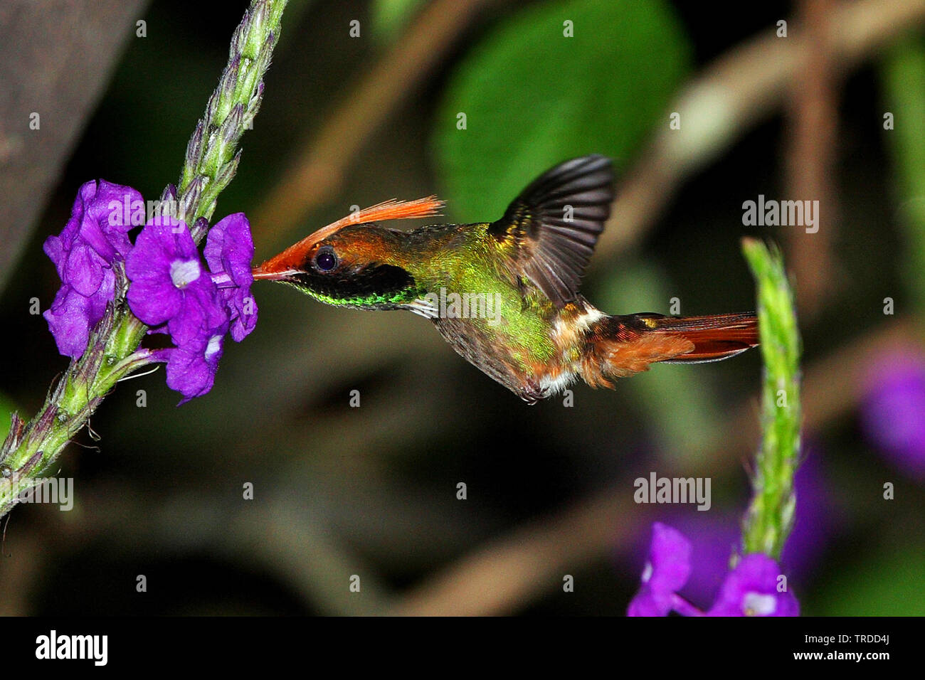 Rufous-Crested Coquette (Lophornis delattrei lessoni), Weibliche schweben, trinken Nektar, Suedamerika Stockfoto