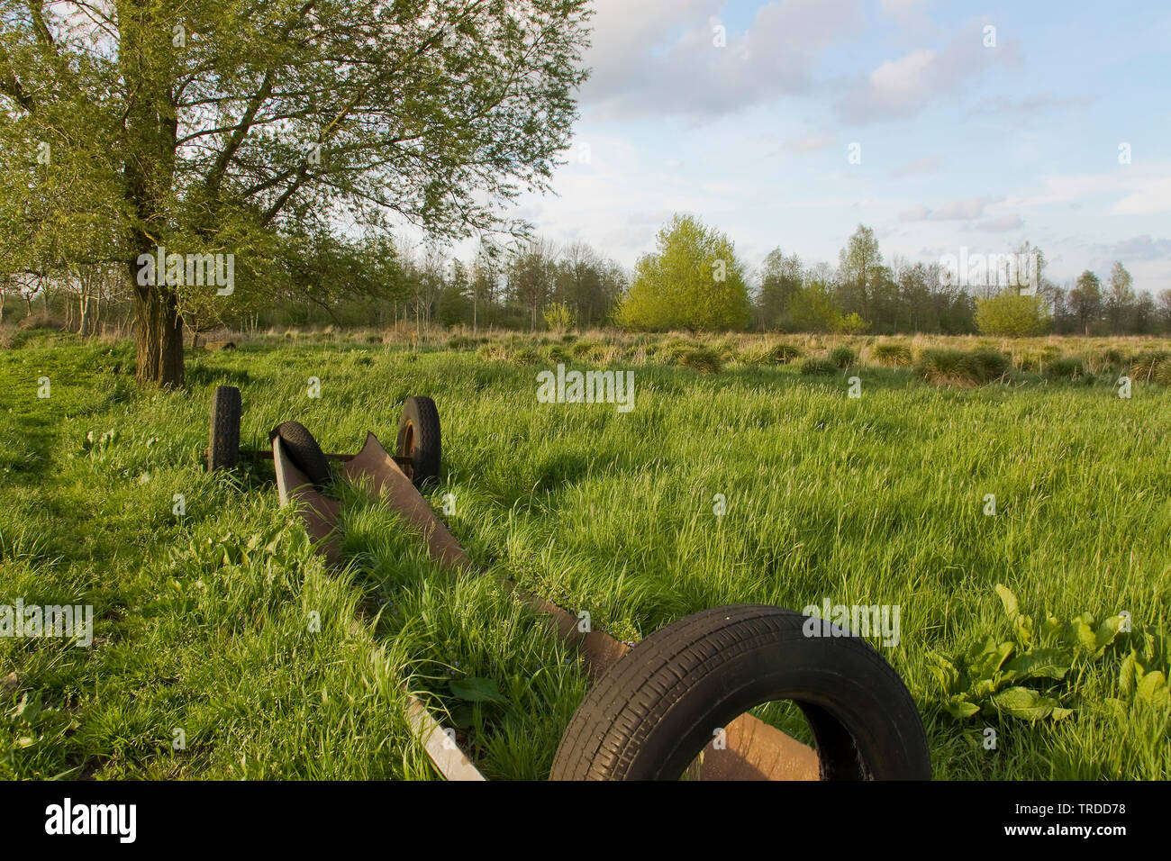 Frühling in der Natur rückwärts De Olde Maten, Niederlande, Overijssel Stockfoto