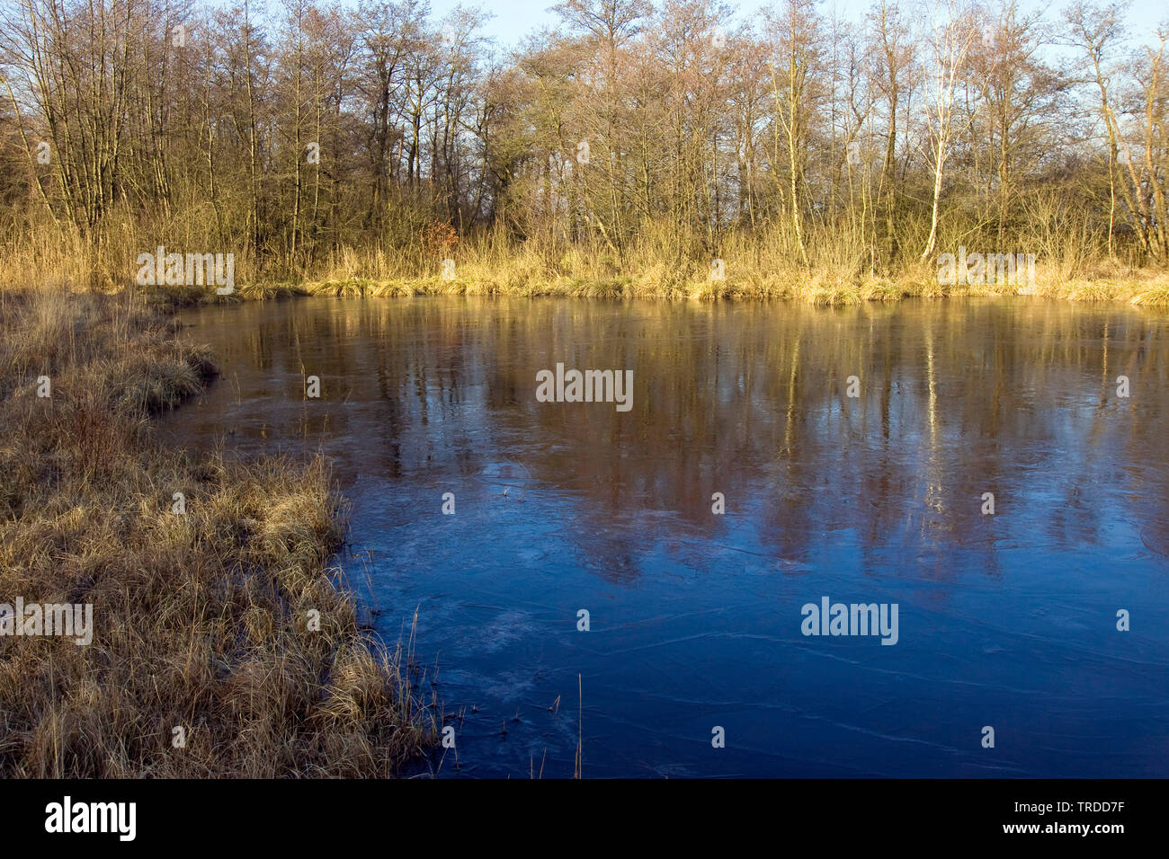 Gefrorene moor Teich im Winter, Niederlande, Overijssel, De Olde Maten Stockfoto