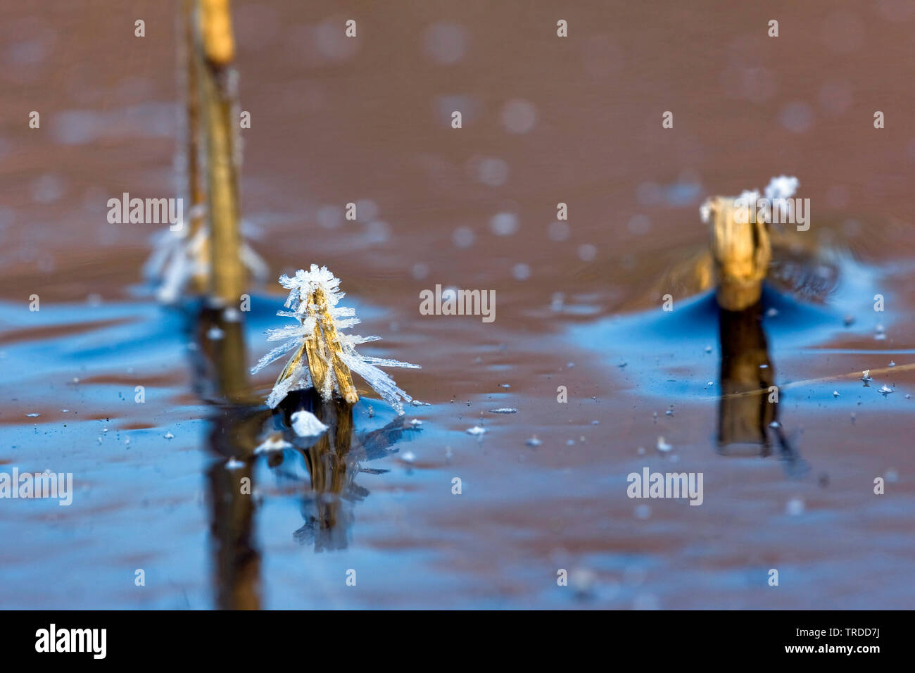 Stiele mit Eiskristalle in gefrorenem Wasser, Niederlande, Overijssel, De Olde Maten Stockfoto