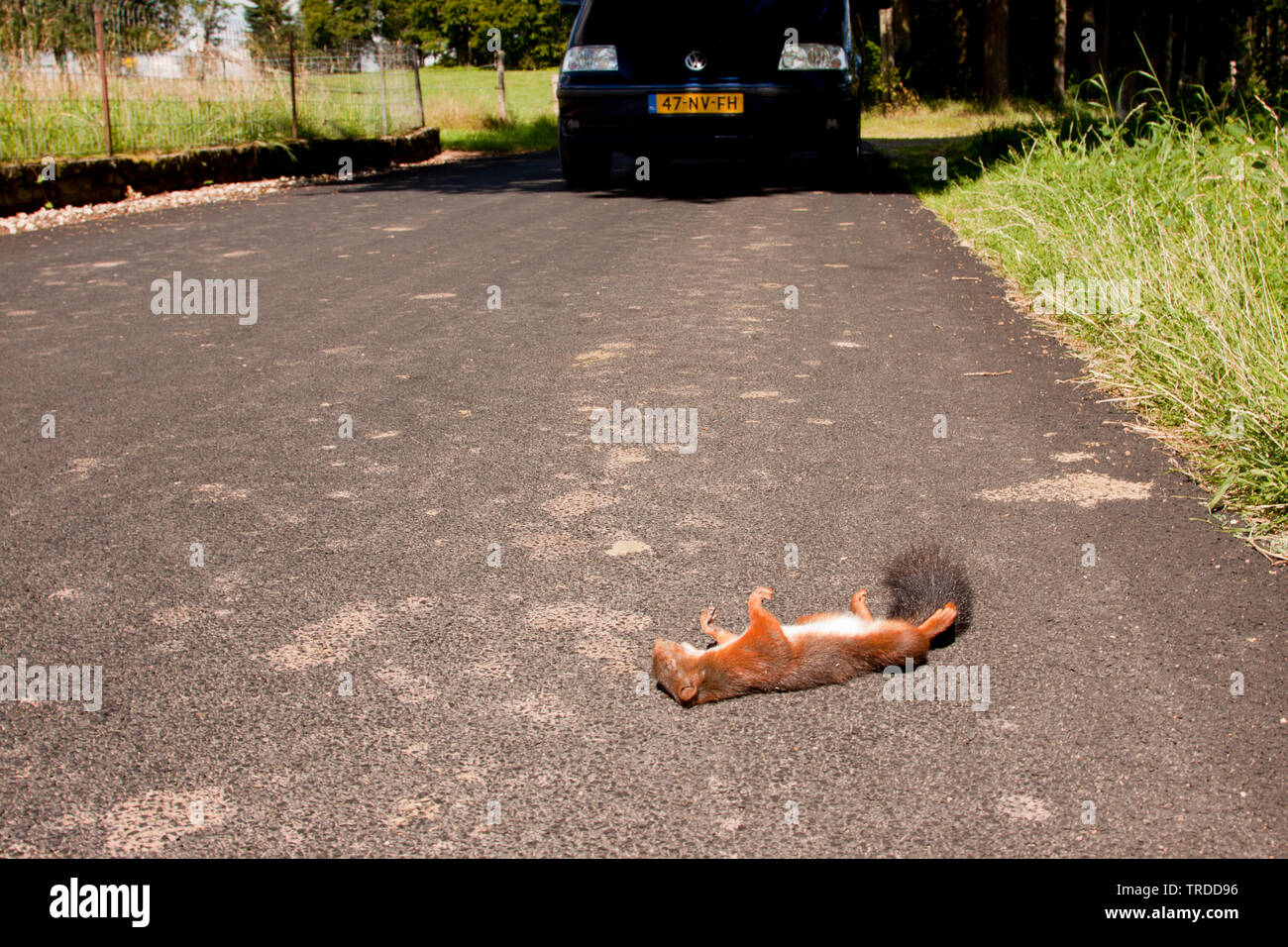 Europäische Eichhörnchen, Eurasischen Eichhörnchen (Sciurus vulgaris), Überschreitung Eichhörnchen auf einer Landstraße, Niederlande Stockfoto