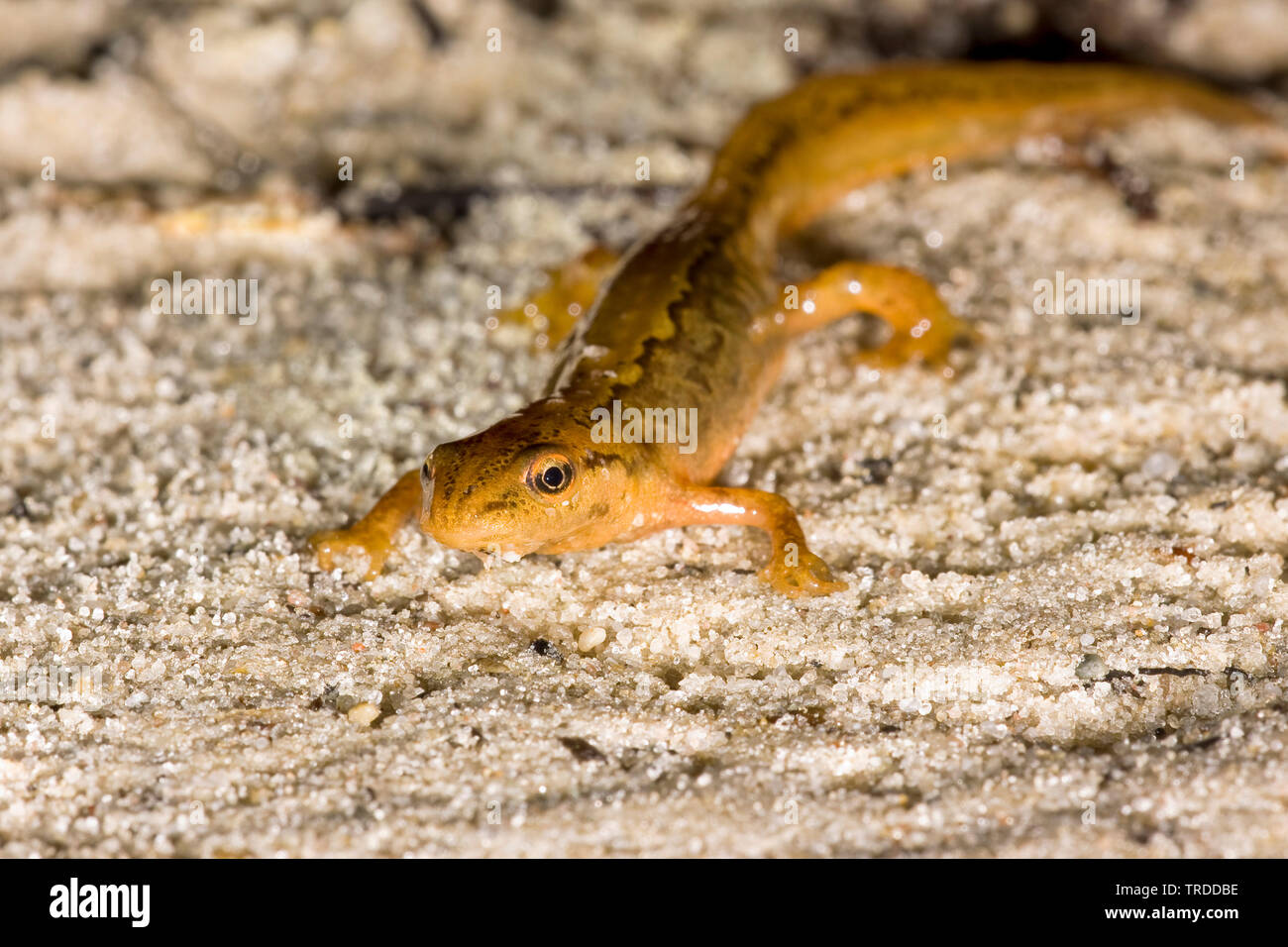 Teichmolch Triturus Vulgaris Lissotriton Vulgaris Auf Sand 