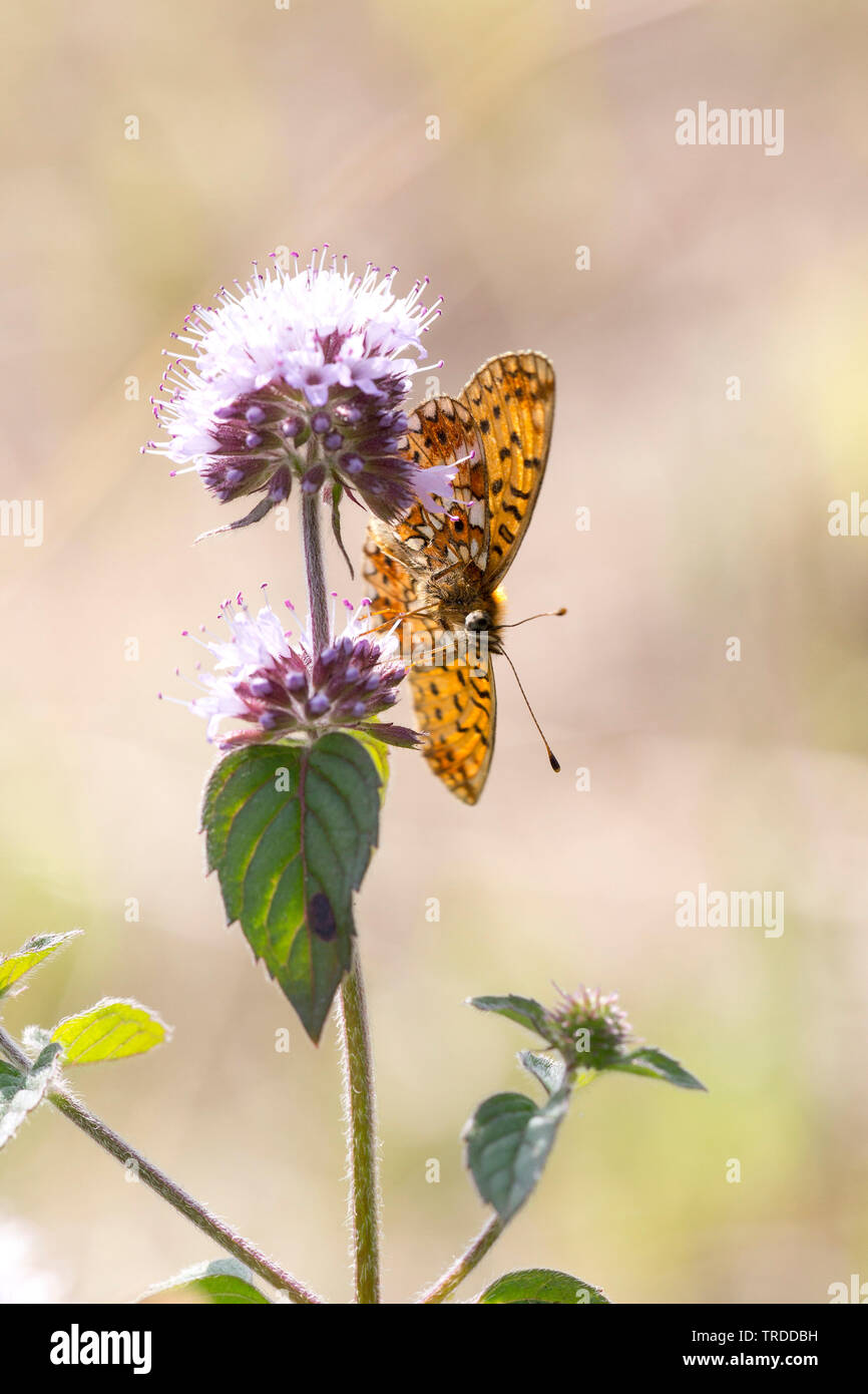 Kleine Perle - grenzt fritillary (clossiana Selene, boloria Selene), Minze, Niederlande Stockfoto