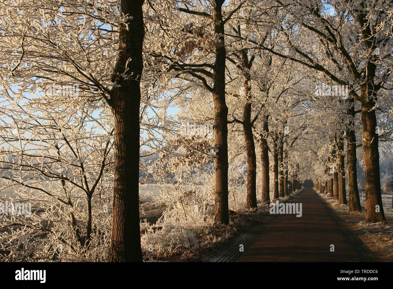 Winter am Staatsbos, Niederlande Stockfoto