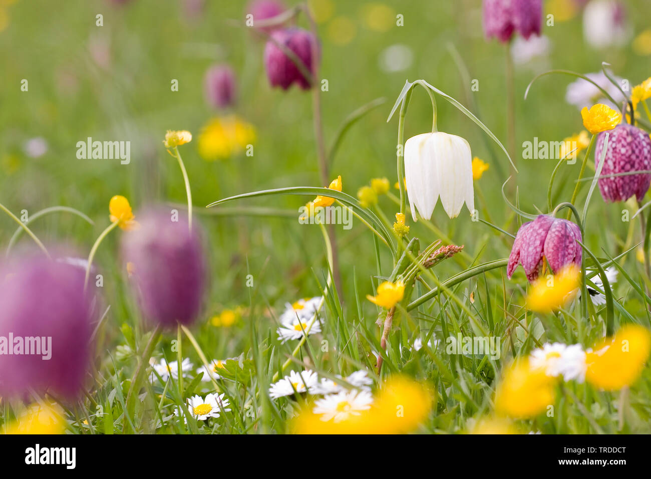 Gemeinsame fritillary, Snakes - Kopf fritillaria (Fritillaria meleagris), Uiterwaarden Vecht de Zwarte Water, Niederlande, Overijssel Stockfoto