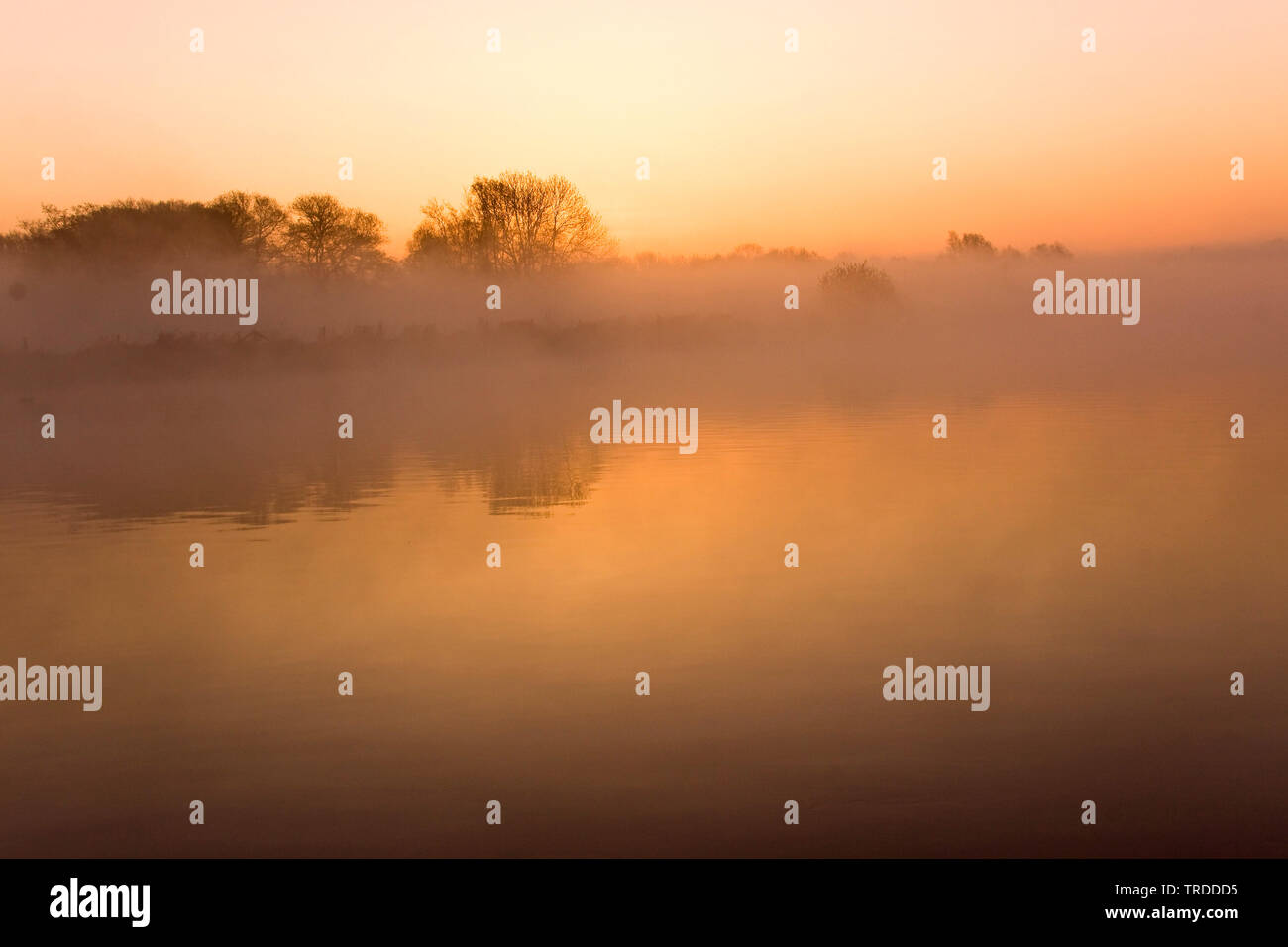 Abend in der Vechte de Zwarte Wasser im Morgennebel, Niederlande, Overijssel Stockfoto