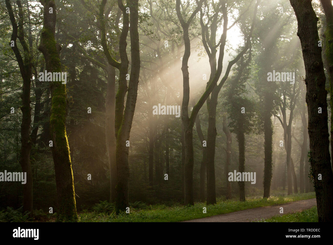 Lichtstrahlen in einem Wald, Landgoed Eerde, Niederlande, Landgoed Eerde Stockfoto