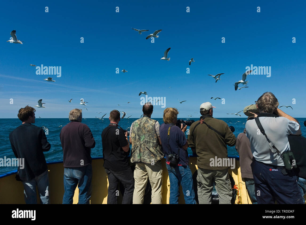 Silbermöwe (Larus argentatus), Herde von einem Fischerboot am Wattenmeer, Niederlande Stockfoto