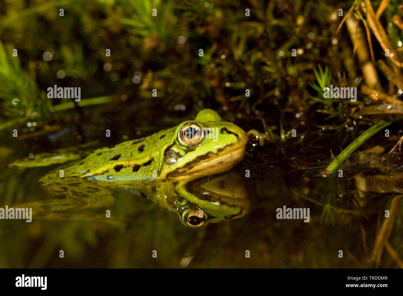 Wasserfrosch, wenig waterfrog (Rana lessonae, Pelophylax Lessonae) in Wasser, Niederlande Stockfoto