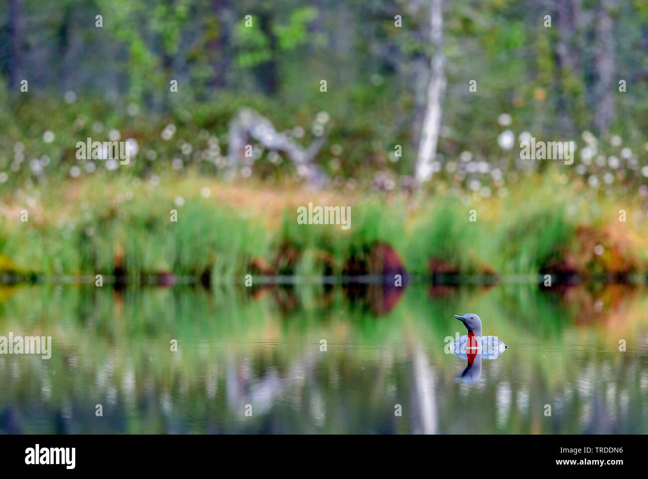 Red-throated Diver (Gavia stellata), Schwimmen in der Zucht Gefieder, Norwegen Stockfoto