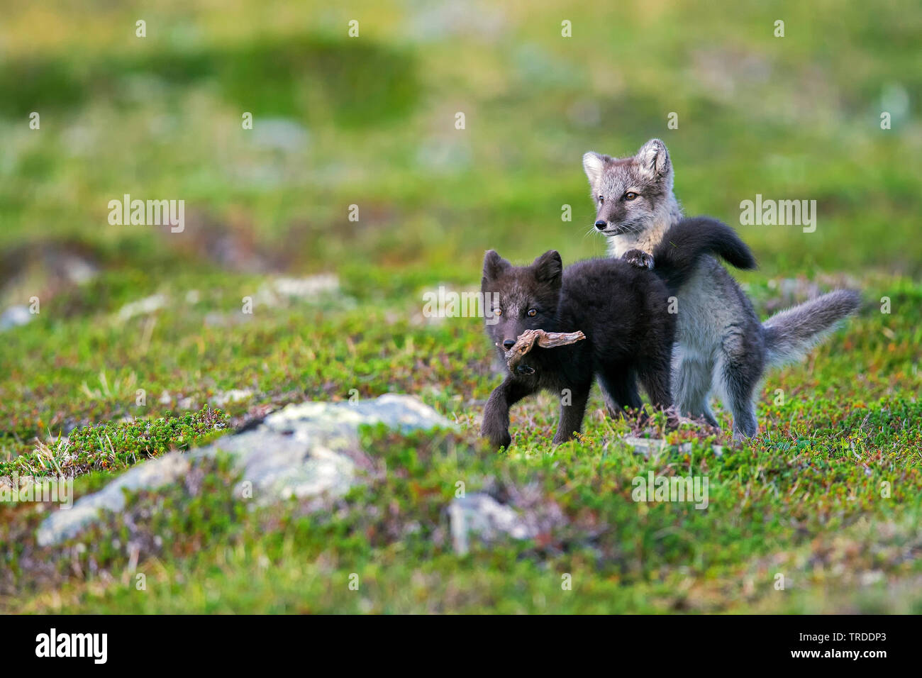 Polarfuchs, polar Fox (Alopex lagopus, Vulpes lagopus), Polar fox Pubs spielerisch für ein Stück Holz Kampf, Norwegen Stockfoto