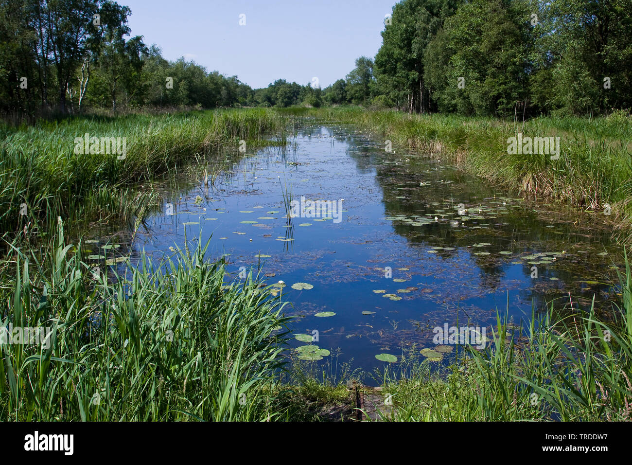 Weiße Wasserlilie, weiß Teich Lily (Nymphaea alba), Graben mit Seerosen im Nationalpark, Niederlande, Overijssel, Nationalpark Weerribben-Wieden Stockfoto